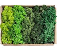 Moos Zeit KUNST DER NATUR Musgo Natural preservado Decorativo para Manualidades en 5 Colores Diferentes para modelismo y decoración para Pescua (Bolsa de Muestra 150 g)
