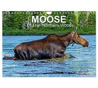 MOOSE Of The Northern Woods (Wall Calendar 2026 DIN A4 landscape), CALVENDO 12 Month Wall Calendar: Let's follow the moose of Quebec northern woods. ... presents 13 photos of this silent giant.