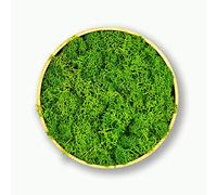 Moosly® Cuadro de musgo círculo grande con marco de madera Musgo decorativo signo de letra con auténtico musgo islandés Adhesivo decorativo para pared adhesivo para salón (140 círculos grandes)