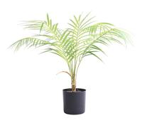 mophrati Palmera Falsa de Mantenimiento de bajo Costo, No Requiere riego, Palmera Areca Artificial en Maceta, árbol imitación plástico en Maceta