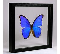 Morpho didius - Mariposa morpho - Real Mariposa Taxidermia montado entre Vidrio en marco de doble vidrio Madera Negro Hecho a Mano