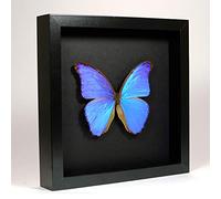 Morpho Didius - Morpho Azul Gigante - Real Mariposa Taxidermia montado bajo Vidrio en Marco de Madera Negro Elegante Hecho a Mano