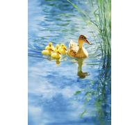Mother Duck and Ducklings Journal: Lined Notebook in Watercolor Art Style: Ducks on a Pond with Reeds