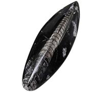 MOTHNUR Ejemplar Fósil Orthoceras Natural Tamaño Grande para Enseñanza Científica Decoración de Escritorio y Colección Paleontológica Muestra Didáctica Única para Laboratorio y Estudio