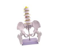 MotiveTech Modelo Anatómico de Pelvis Femenina para Investigación, Estructura Esquelética Humana Visible, Herramienta de Aprendizaje Médico, Acceso, Style B