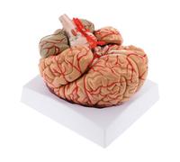 MotiveTech Modelo del Cerebro Humano: Herramienta Educativa para El Aula de Psicología.
