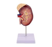 MotiveTech Modelo del Cuerpo Humano: Material Didáctico, Réplica Educativa, Modelo de Disección para La Enseñanza a Adultos.