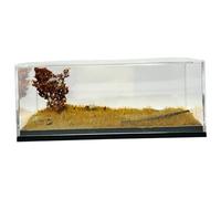 MotiveTech Vitrina para Maquetas de Coches, Escenas de Aparcamiento, Organizador de Decoración de 64 Piezas, Caja de Almacenamiento para Coches de Juguete.