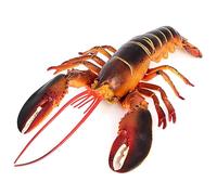 MOUNTTU Figura de Langosta de plástico Artificial y Realista de 13 x 4, 5 Pulgadas, Juguete Educativo y de Aprendizaje, Regalo para niños.