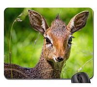 Mouse Mat, Dik Dik Antílope Zoológico Animal Salvaje Naturaleza Lindo Tapete De Juego Antideslizante Alfombrilla De Ratón Portátil Mousepad para Jugadore Laptop 25X30Cm
