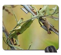 Mouse Mat, Flores Alambre Daniel Alambre De Púas Naturaleza Alfombrilla De Ratón Antideslizante Mousepad Bordes Cosidos Alfombrilla Ratón para Laptop Ordenador 25X30Cm