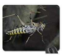 Mouse Pad, Saltamontes Insecto Grillo Insecto Naturaleza Langosta Mouse Mat Antideslizante Mousepad Portátil Alfombrilla Raton para Jugadore Pc 25X30Cm
