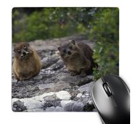 Mouse Pad Sudáfrica, Cabo De Buena Esperanza. Fauna del Damaná Roquero Duradera Protector Escritorio Portátil Accesorios Ordenador para Oficina Pc Juegos 25X30Cm
