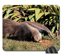 Mousepad, Bandera del Oso Hormiguero Gran Termita Devoradora De Animales Salvajes Mouse Mat Antideslizante Alfombrilla Raton Bordes Cosidos Alfombrilla Gaming para Oficina Jugadore 25X30Cm
