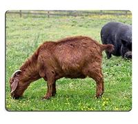 Mousepad Chippokes Plantation State Park Surry Condado Virginia Cabra Pot de Barriga Bellied Pig Material de Caucho Natural