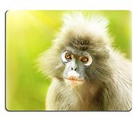 Mousepads Dusky Leaf Monkey Close up Retrato de un Mono Mono Cara Animales Entorno langur en Naturaleza Salvaje Vida Silvestre Safari Viajes Monkeyland Sudáfrica