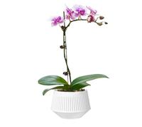 Moxeupon Macetas para Orquídeas para Trasplante | Contenedor De Cultivo para Orquídeas - De Doble Capa Transpirable con Control De Raíces para Hidroponía, Riego, Humedad, Musgo Sphagnum Y Violeta