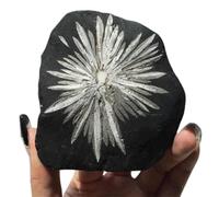 MQXFCZUX 1pcs Chrysanthemum Stone Crystal Stones Rough specimens for Tumbling, Polishing, Home Decoration, Fish Tank DIY