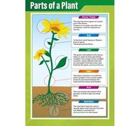 MQXFCZUX Biology Classroom Decor Poster, Parts of a Plant Science Chart with Detailed Diagram, Educational Botany Wall Art for Middle School and High School Framed,16x24inch(40x60cm)