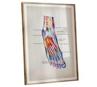 MQXFCZUX Human Muscle Anatomy Art Print, Watercolor Medical Poster with Labeled Muscles, Educational Body Chart Framed,12x18inch(30x45cm)