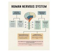 MQXFCZUX The Brain Canvas Wall Art, Scientific Illustration Poster, Anatomy Decor for Home Office, Library, Student Room & Science Lab Framed,08x12inch(20x30cm)