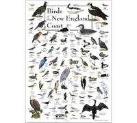 MQXFCZUX Vintage New England Bird Poster, Coastal Wildlife Wall Art for Children's Room, Educational Birthday Gift for Kids Boy Girl Bedroom Office Decor Unframed,12x18inch(30x45cm)