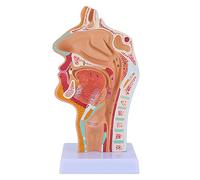 MRNHA Modelo de AnatomíA de la Garganta de la Cavidad Nasal, Modelo AnatóMico Humano de Laringe Faringe para Estudiantes EnseñAnza ExhibicióN de Estudio