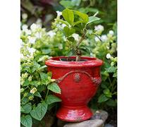 MRVAKDYDI Macetas Modernas, Succulent Planters Creative Rough Pottery Glaze Applique, Cup Flower Pots Old Fashioned Plant Garden Pot(Red,15cm)