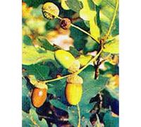 Msa Quercus Peduncol 50 ml