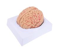 MUCKLILY 1pieza Modelo Anatómico De Cerebro Humano Detalles Precisos Para Enseñanza Médica y Estudio De Anatomía Incluye Base Para Estudiantes y Profesionales Neurociencia