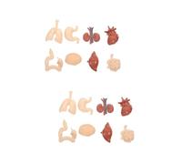 MUCKLILY 2 Juegos Juguetes modelo de órganos humanos anatomía y corazón ayuda para enseñar cuerpo anatómico modelo de enseñanza de órganos modelos de órganos de polivinilo