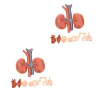 MUCKLILY 2 Series Modelo De Ayuda Docente De Montessori Organos Humano Enseñar Torácico Para Modelo Anatómico Modelo De Anatomía Pulmonar De Polivinilo 8 Piezas*2