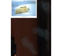 Muebles para Gatos Incluso Un Rascador Es Un Nido para Gatos , Casa Gato Bola De Campana Gratis Al Realizar El Pedido , Cama Gato Caseta para Gatos Exterior