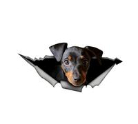 MUEdie Adesivo per Auto interessante Pincher Accessori per animali domestici 3D Decalcomania per animali Finestra per Auto PVC impermeabile 13 cm * 6 cm