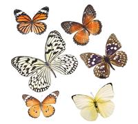 MUELODSIC 6 piezas Especímenes de Mariposas Naturales Decoración Mural Escritorio Hecho Mano Colección Educativa y Regalo Único para Amantes de Insectos Coración Fiesta