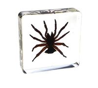 Muestra de Araña Muestras Pisapapeles Ciclo de vida de la Biología de animal Ciencias Educación Muestras de aula Colección de Resinas 75x75x20mm