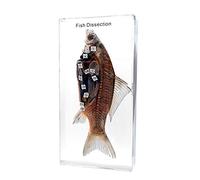 Muestra de Disección de Peces Reales Animales Modelo de Huesos Resina Acrílica Investigación Biomédica Pisapapeles Ciencia Muestra de Aula Para la Educación Científica