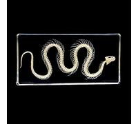 Muestra de Esqueleto de serpiente Muestras Pisapapeles Ciclo de vida de la Biología de animal Ciencias Educación Muestras de aula Colección de Resinas 160x78x20mm