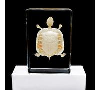 Muestra de Esqueleto de Tortuga de Animales Marinos Resina de Pisapapeles Modelo de Hueso Animal Taxidermia Muestra de aula de Ciencias para Educación Científica