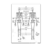 Mujer hombre cuerpo esqueleto anatomía acuarela impresión médico estudiante ciencia anatómica cirugía cartel hogar pared decoración Doctor regalo(3,30x40cm No Frame)