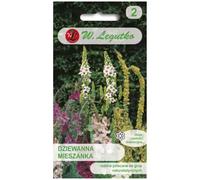 Mullein - mezcla de especies perennes