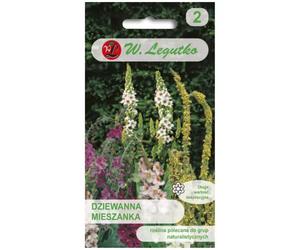 Mullein - mezcla de especies perennes