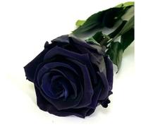 Mundo Eterno Rosa Eterna Color Negro 25 cm | Eterna | Duradera | Regalo | Decoración del hogar | Exclusiva | para sorprender | Recuerdo