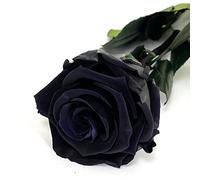 Mundo Eterno Rosa Eterna Preservada 55cm Negra