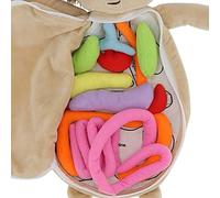 Muñeca educativa de órganos del Cuerpo Humano con Piezas Desmontables, Juguete Stem Suave y Seguro para niños, Ideal para Aprendizaje Interactivo de anatomía y Conciencia Corporal en Preescolar
