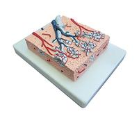 Muñecos de interfaz de anatomía Modelo, modelos, pulmón Lóbulo, 20 veces tamaño