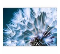 murando Fotomurales 250x175 cm XXL Papel pintado tejido no tejido Decoración de Pared decorativos Murales moderna de Diseno Fotográfico Flores Diente De Leon b-B-0087-a-b