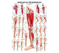 Muscles of the Leg. 50 x 70 cm, laminado
