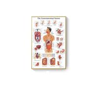 Músculos de anatomía humana Sistema Arte Mapa la impresión del cuerpo Imágenes pared for educación médica decoración hogar(J,50x70cm No Frame)