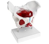 Músculos del Suelo del Esqueleto de La Pelvis Femenina 1:1 con Pantalla de Modelo de órgano Desmontable